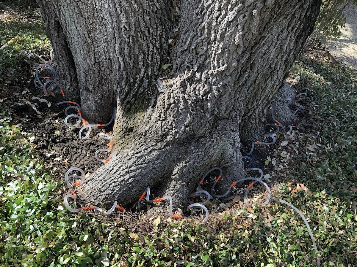 Detailed Shrub and Hedge Trimming job site in Harleton