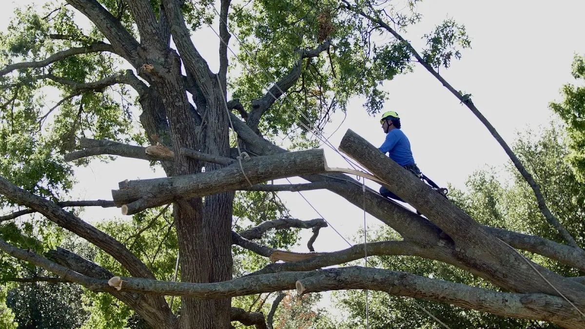 Professional Hazardous Tree Removal performed by certified arborists in Harleton