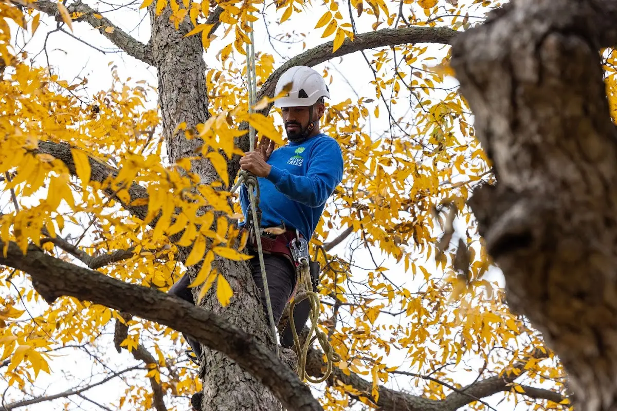 Skilled Tree Pruning crew working in Harleton